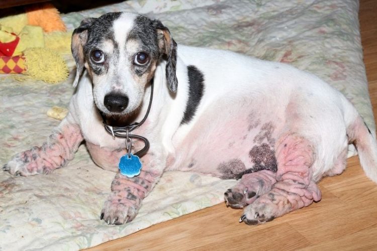 alergia alimentaria en perro
