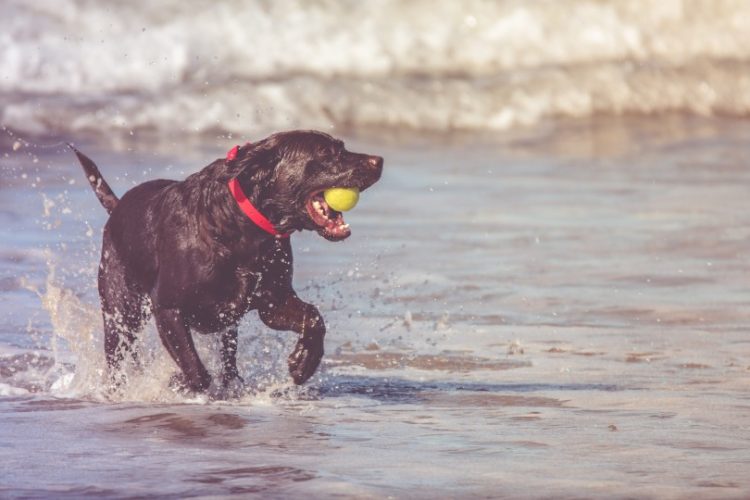 Algas tóxicas para perros
