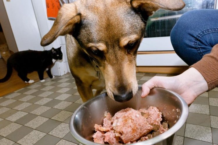 alimentos crudos o piensos para perros