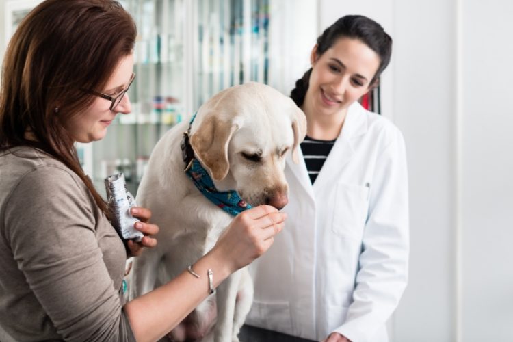 alimentos para perros