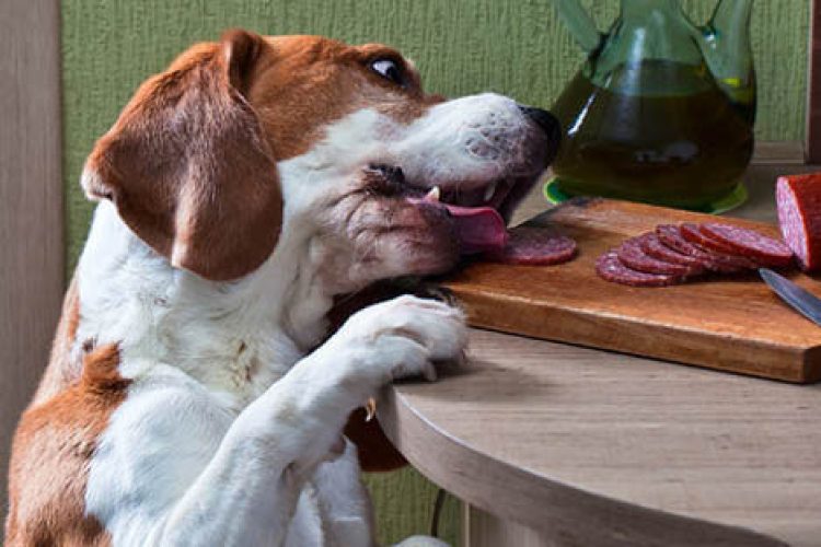 alimentos toxicos para perros