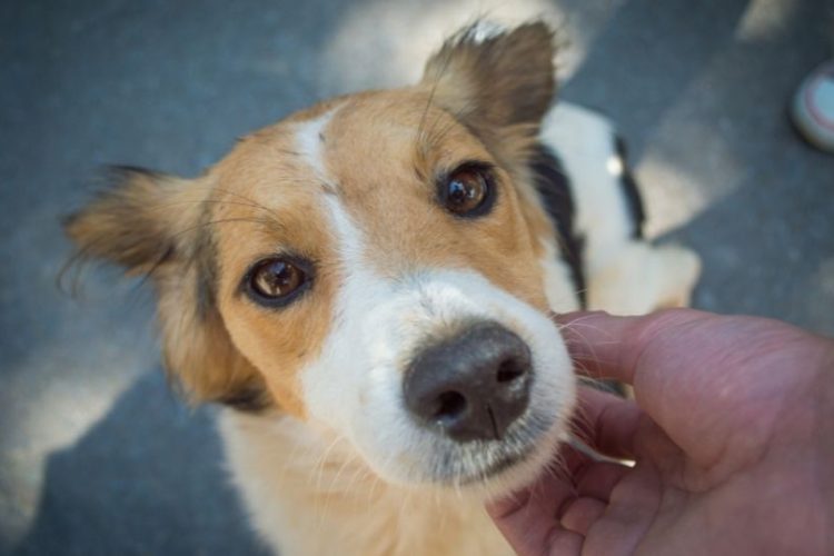 animales como seres sintientes y no cosas