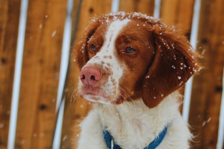 perro soporta frío y nieve