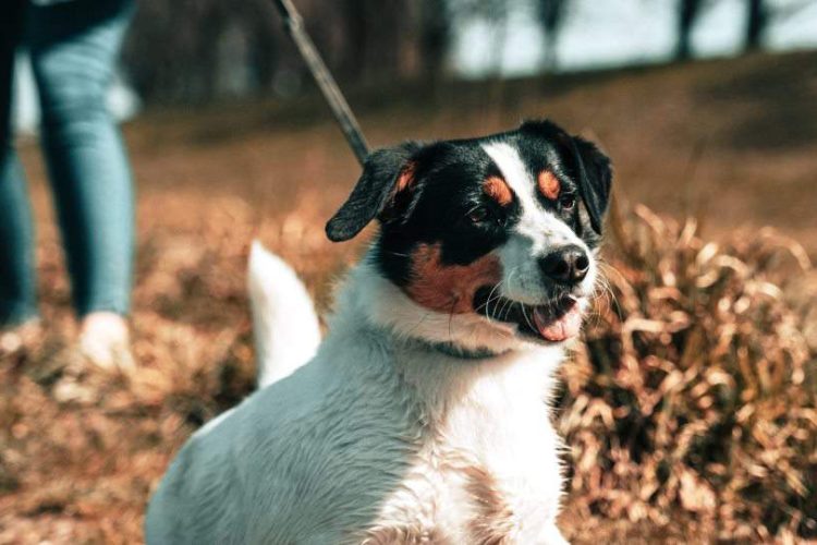 antihelmínticos perros