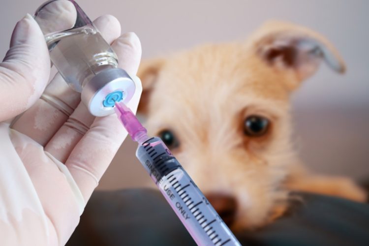 antivacunas