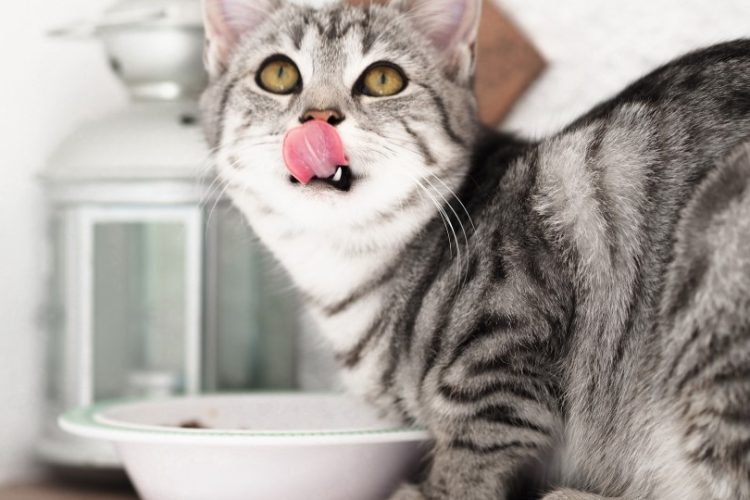 arenero para gatos