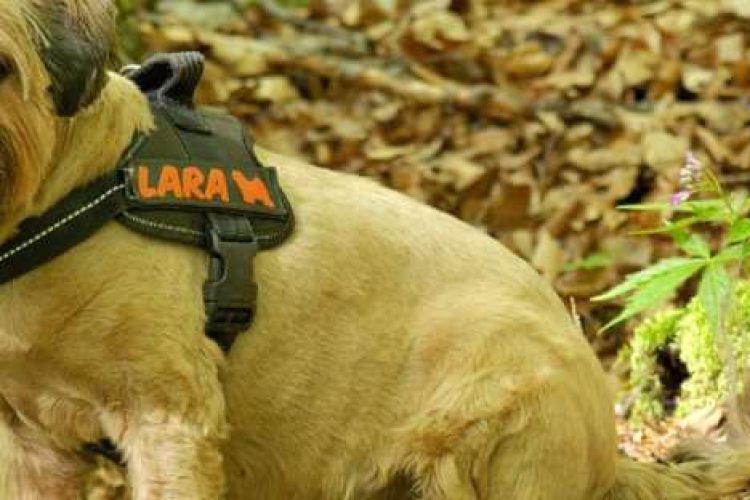 Arnés de trabajo para perros.