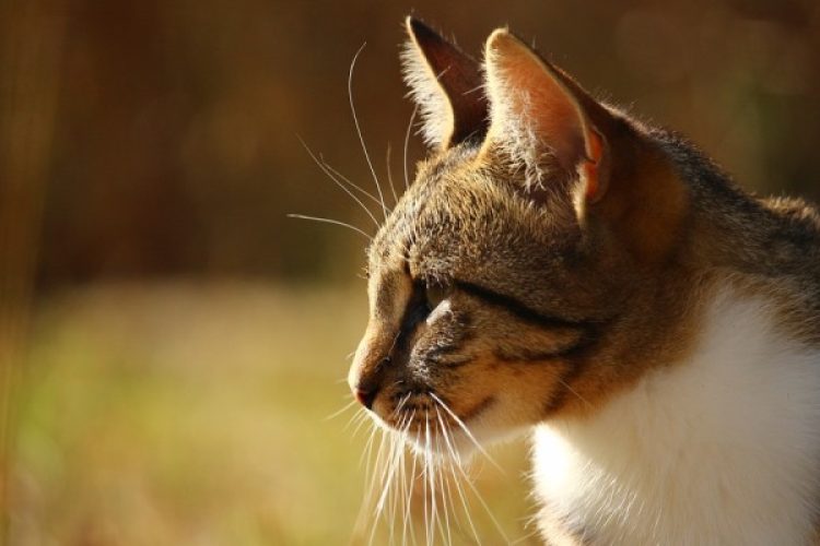 bigotes gato