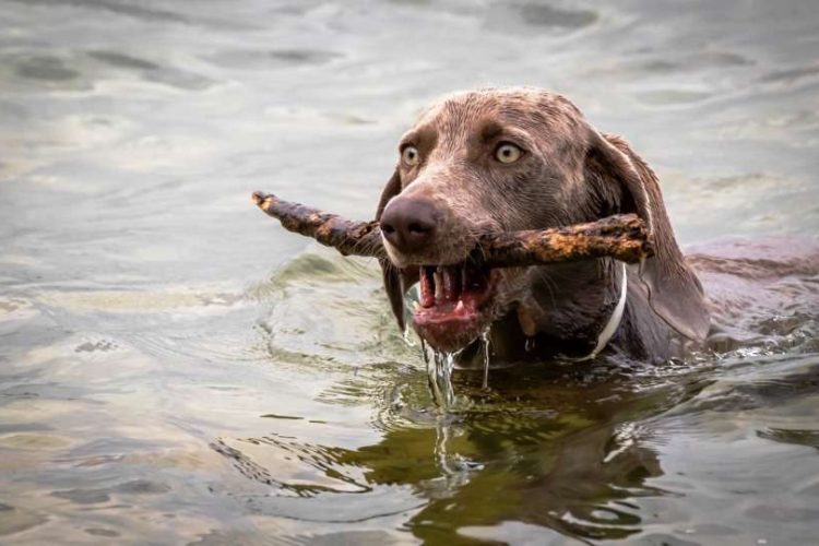 blastomicosis en perros