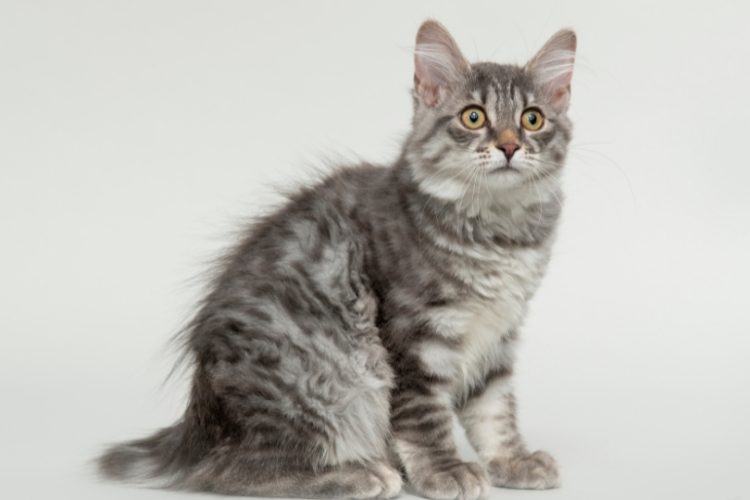 Bobtail Kuriles