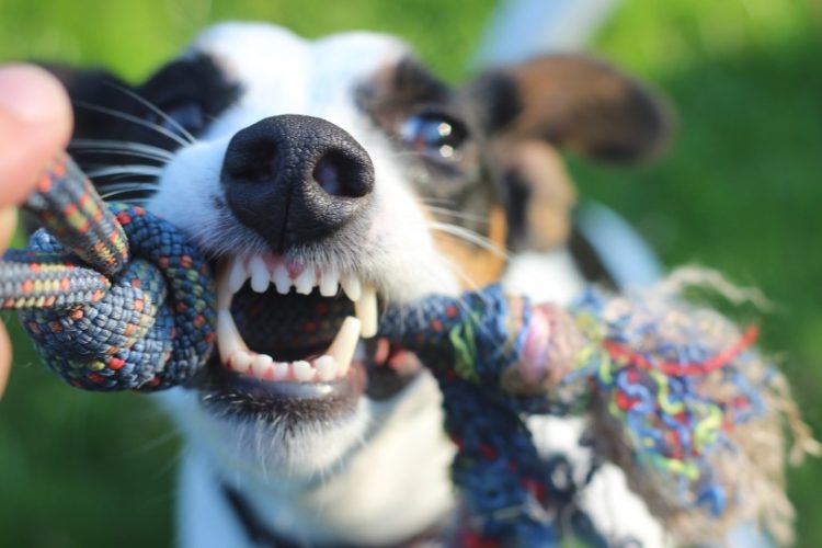 cuidar la boca de tu perro