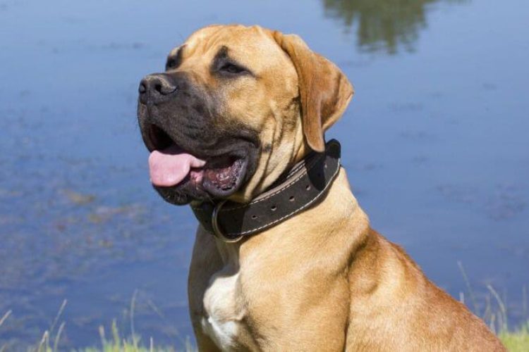 Boerboel