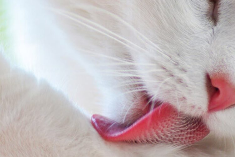 evitar bolas de pelo en gatos