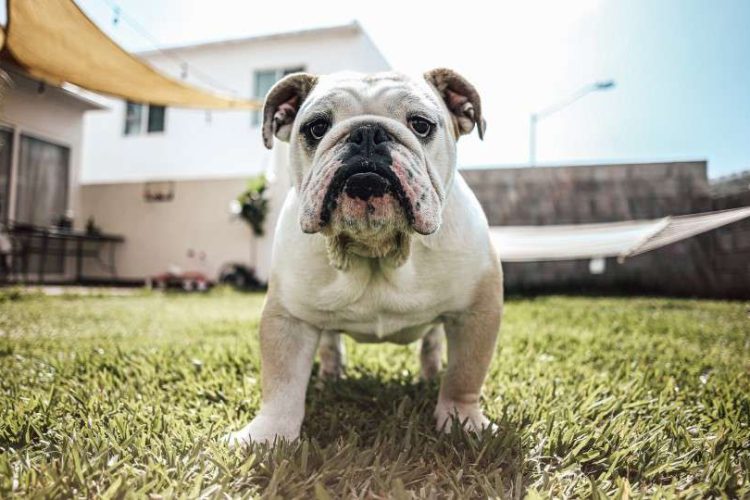 Bulldog perros braquicéfalos