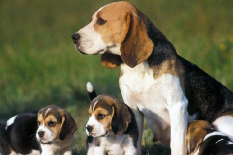 cachorros Beagle rescatados