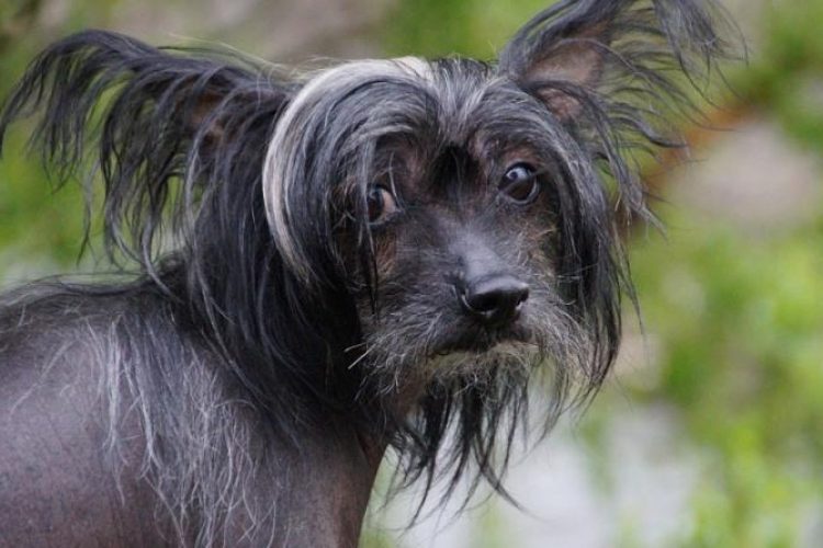 caida de pelo perros