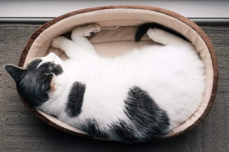 cama para gato
