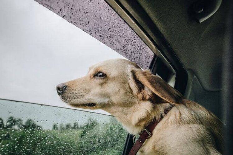 cambio de tiempo y estacion afectan a los perros