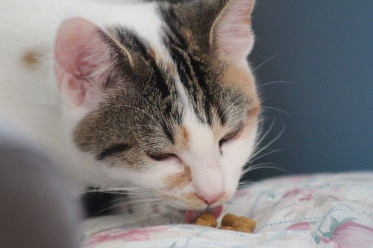 carbohidratos para gatos