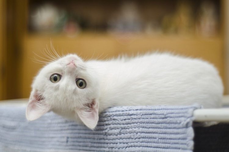 Carcinoma de células blancas en gatos blancos