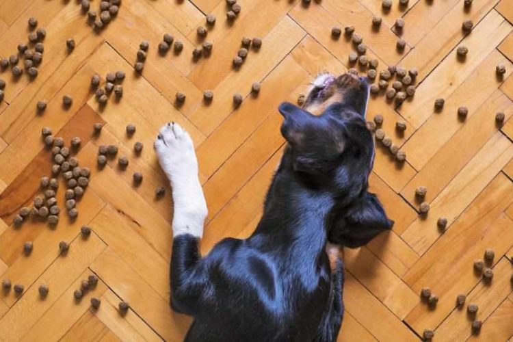 cardiomiopatía dilatada en perros y dieta con cereales