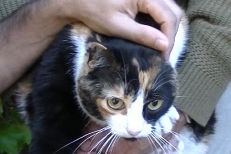 Entrevista a Daniel Rodríguez, veterinario de Mascota y Salud, sobre la caspa en gatos.