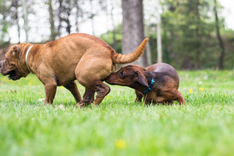 consejos para tratar el celo en perros
