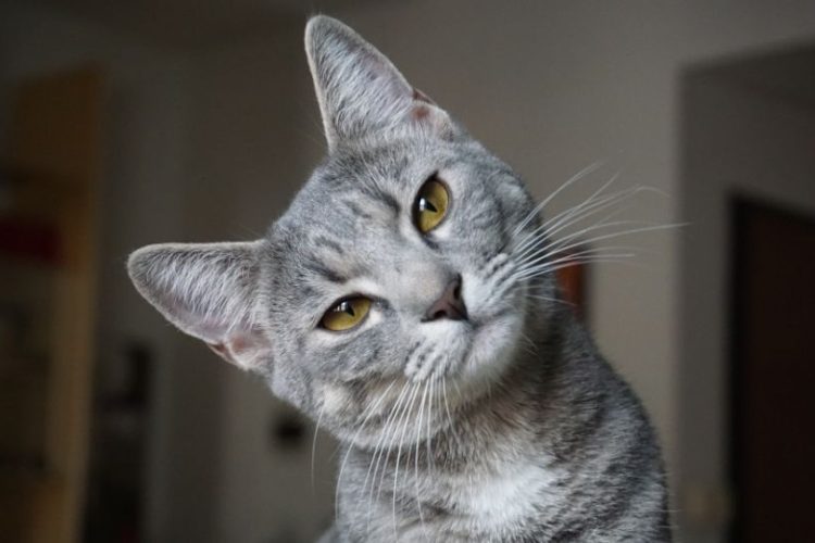 cerebro de los gatos