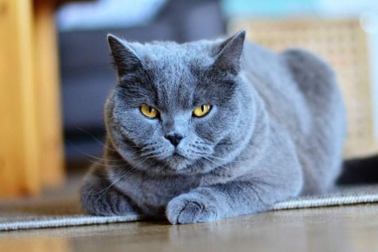 gatos temen la mirada fija