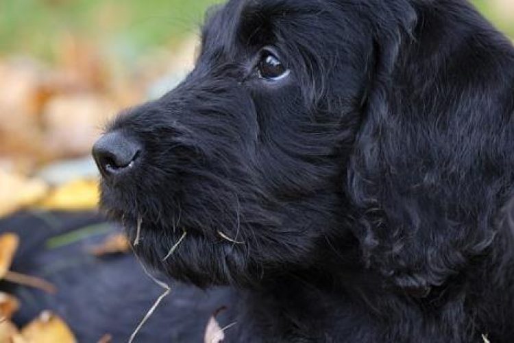 Cachorro cocker negro.