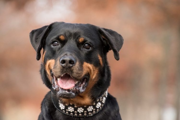 collares para perros