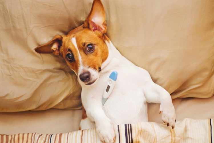 cómo bajarle la fiebre a un perro