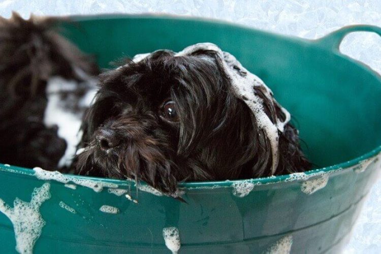 como bañar a mi perro