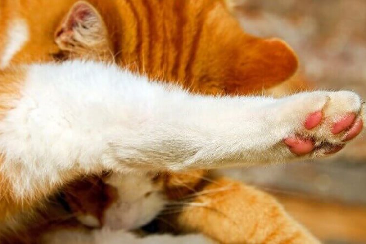 como cortarle las uñas a un gato
