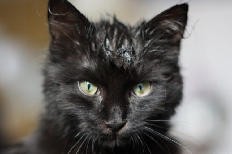 Cómo lavar a un gato