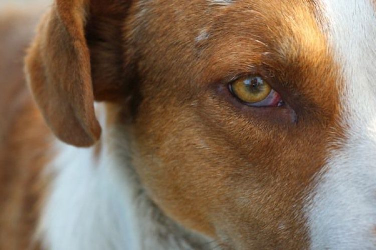 Todo lo que debes saber sobre la conjuntivitis en perros.