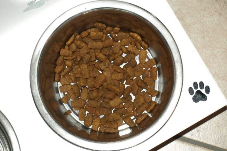 conservar bien el alimento para perros