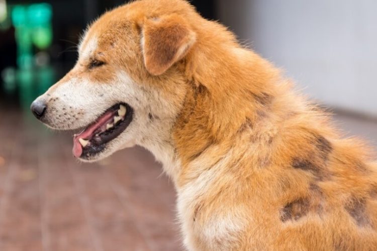 sarna en perros