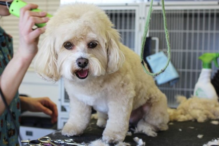 Cómo cortar el pelo a un perro.