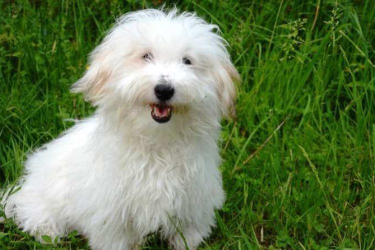 coton