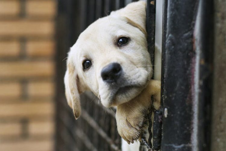 cuidados-de-un-cachorro