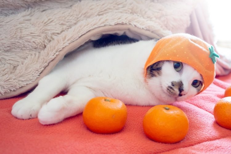 cuidar a un gato en invierno