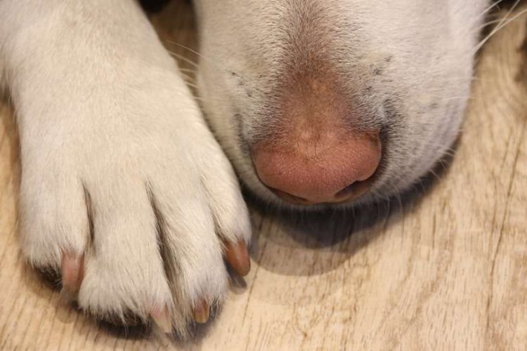 daños en patas de perro