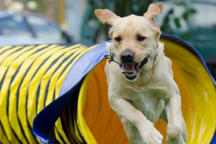 deportes con perro