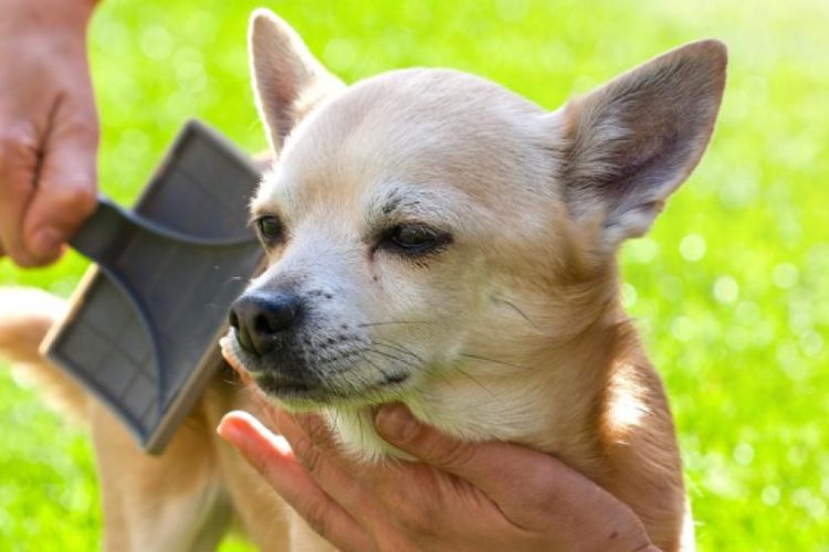 desenredar pelo perro