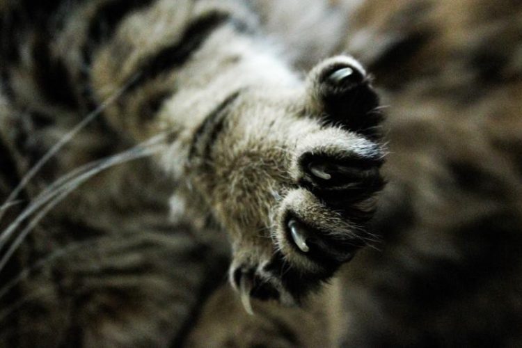 Desungulación en gatos