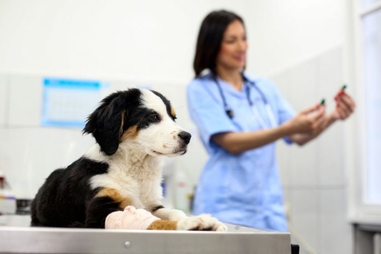 diabetes en perros