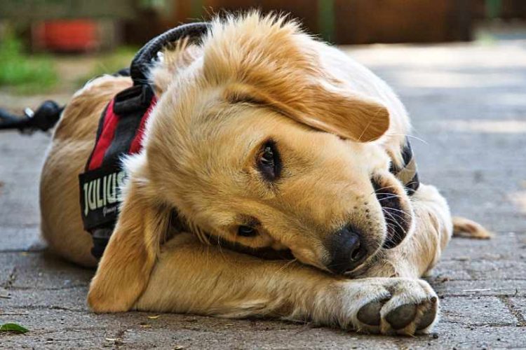 dieta en perros con epilepsia