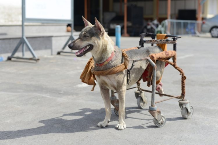 discapacidad en mascotas