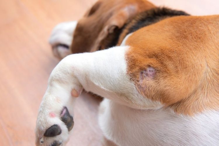 displasia de codo en perros
